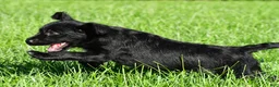 Labradoodle dogs for sale: Sasha - Ad 8