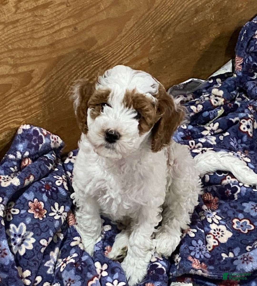 Cavapoo dogs for sale: Cavapoo Puppy 1 - Ad 4