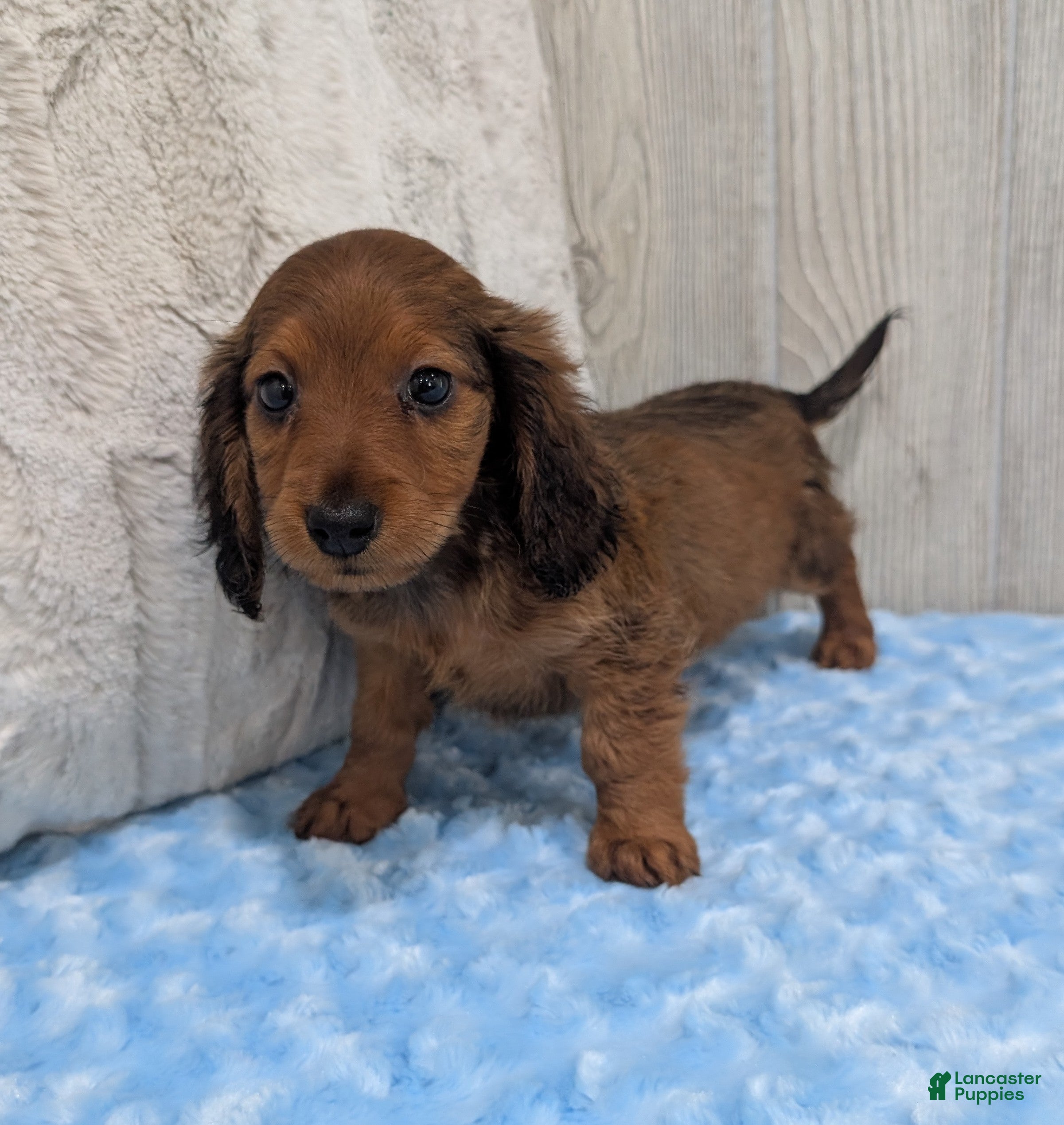 Miniature Dachshund dogs for sale: Bear - Ad 1