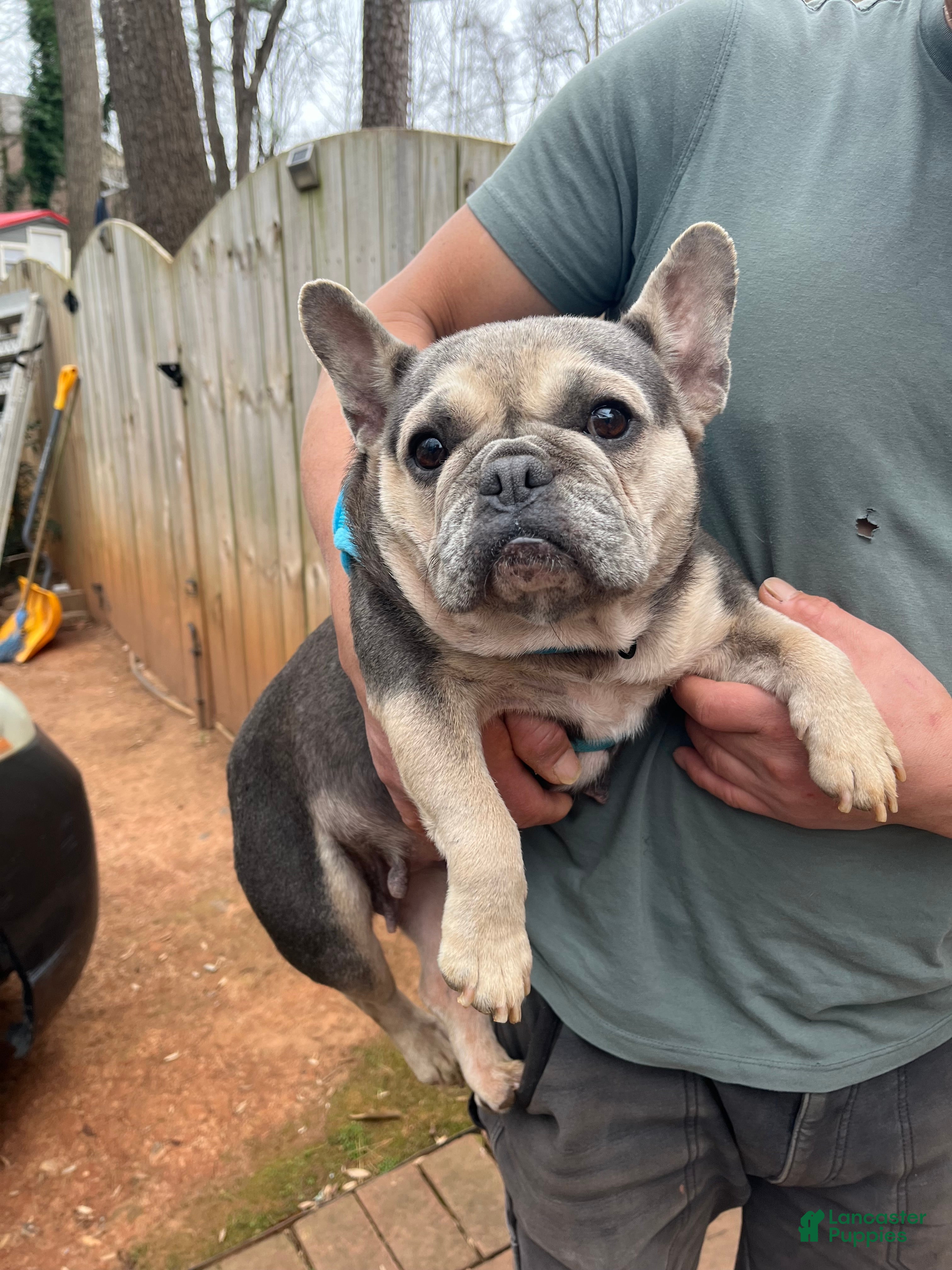 French Bulldog dogs French Bulldog Puppy 1 - Ad 39