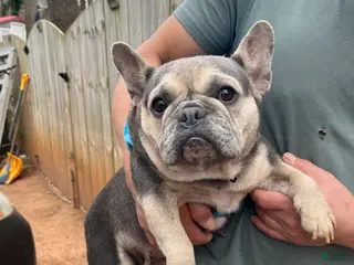 French Bulldog dogs French Bulldog Puppy 1 - Ad 42