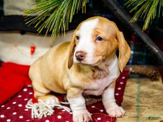 Miniature Dachshund dogs Sailor - Ad 36