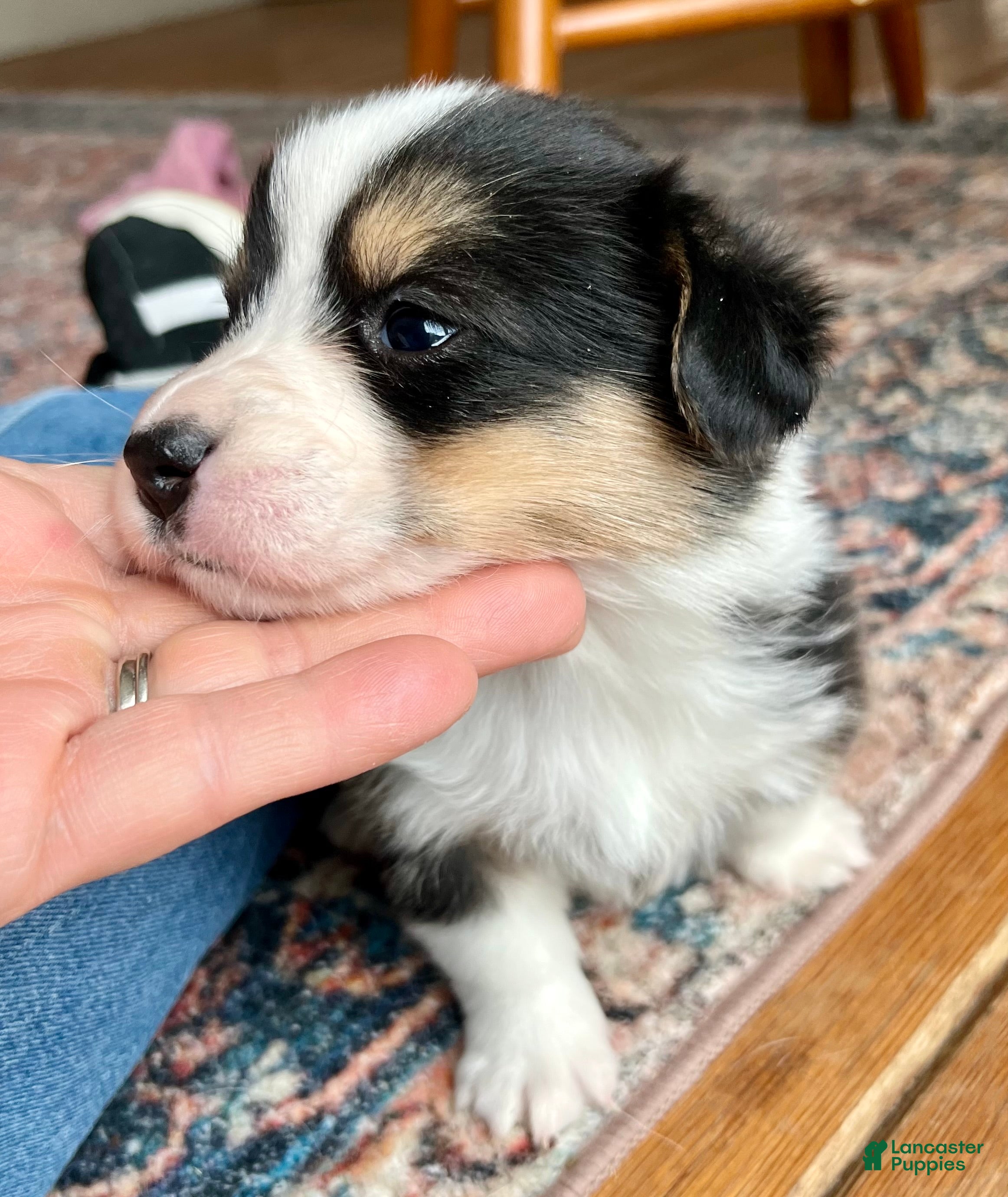 Welsh Corgi Cardigan dogs Welsh Corgi Cardigan Puppy 5: Tab - Ad 1