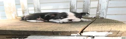 Boston Terrier dogs for sale: Catie - Ad 5