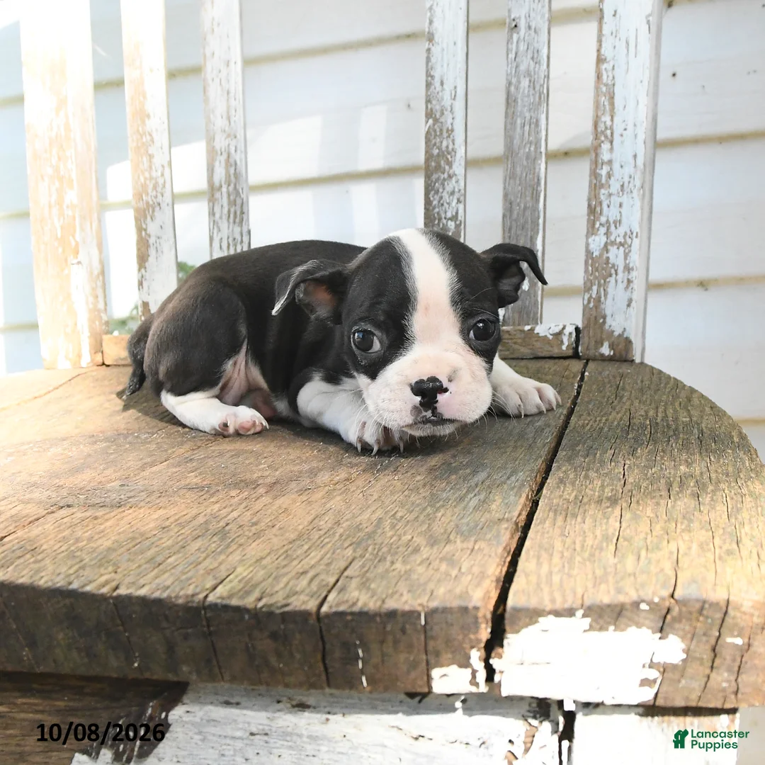 Boston Terrier dogs for sale: Catie - Ad 5