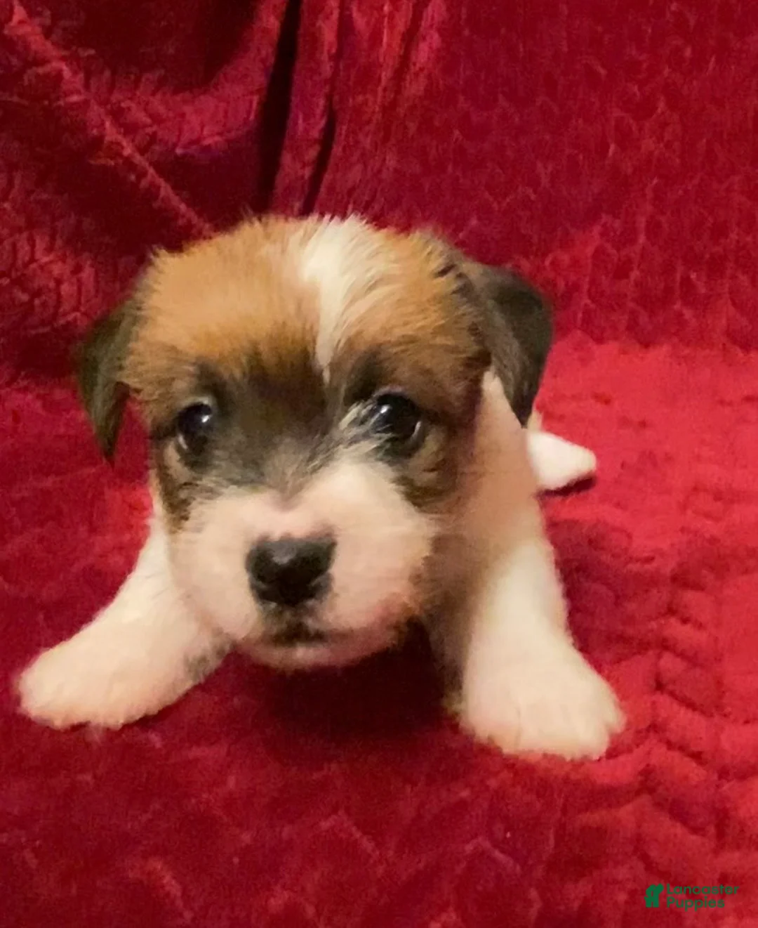 Jack Russell Terrier dogs for sale: Jack Russell Terrier Puppy 3 - Ad 2