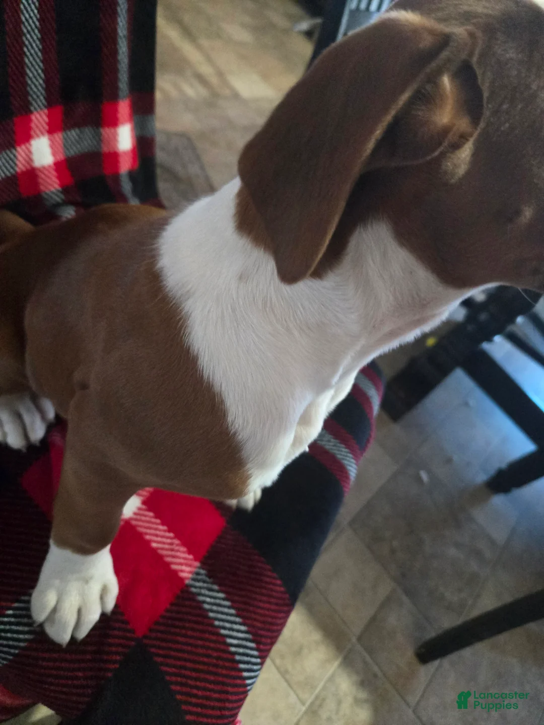 Boxer dogs for sale: Hank - Ad 9