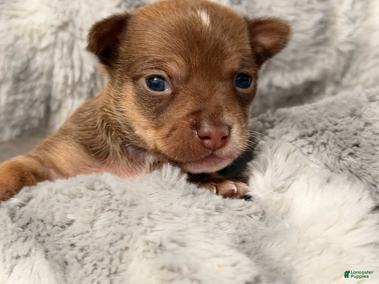 Chihuahua dogs Ernie - Ad 9
