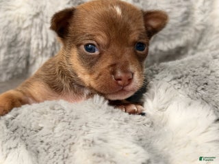 Chihuahua dogs Ernie - Ad 1