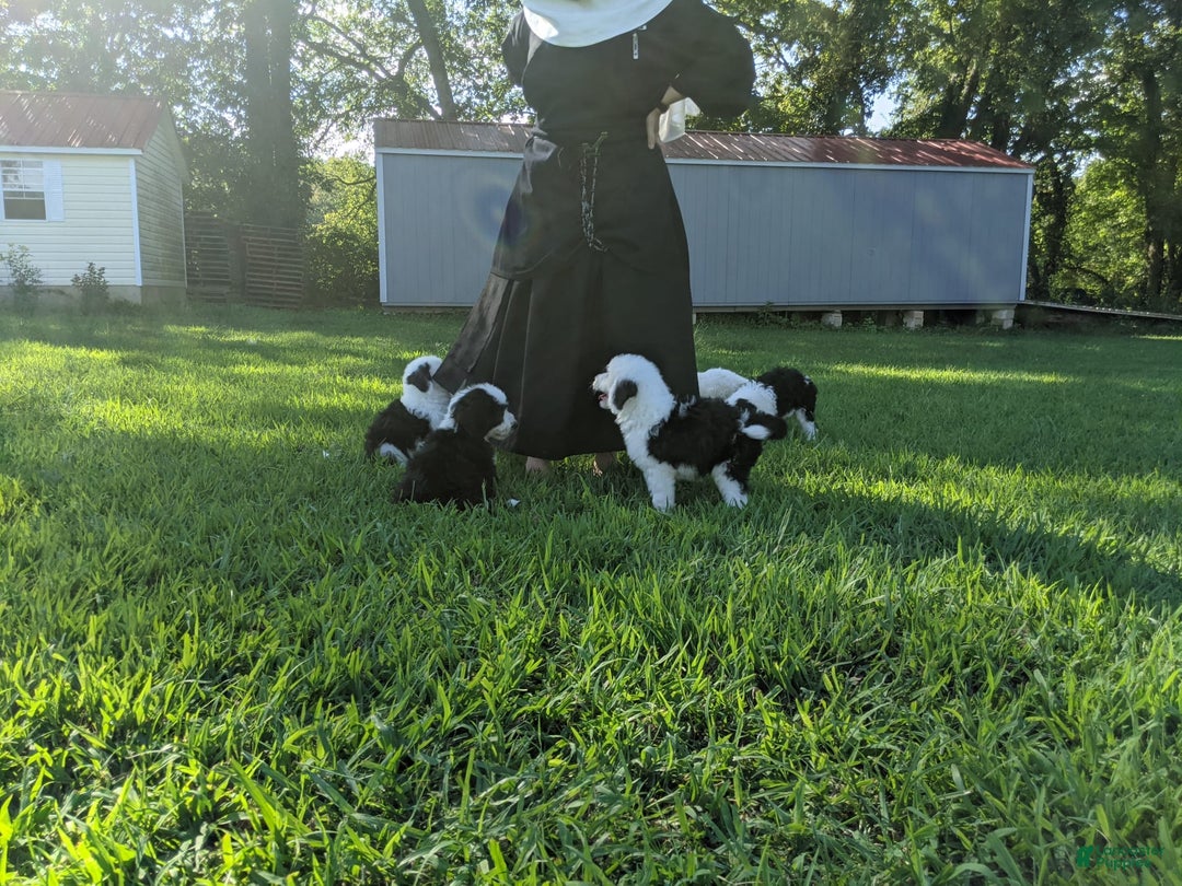 Gallery Image {{count}}