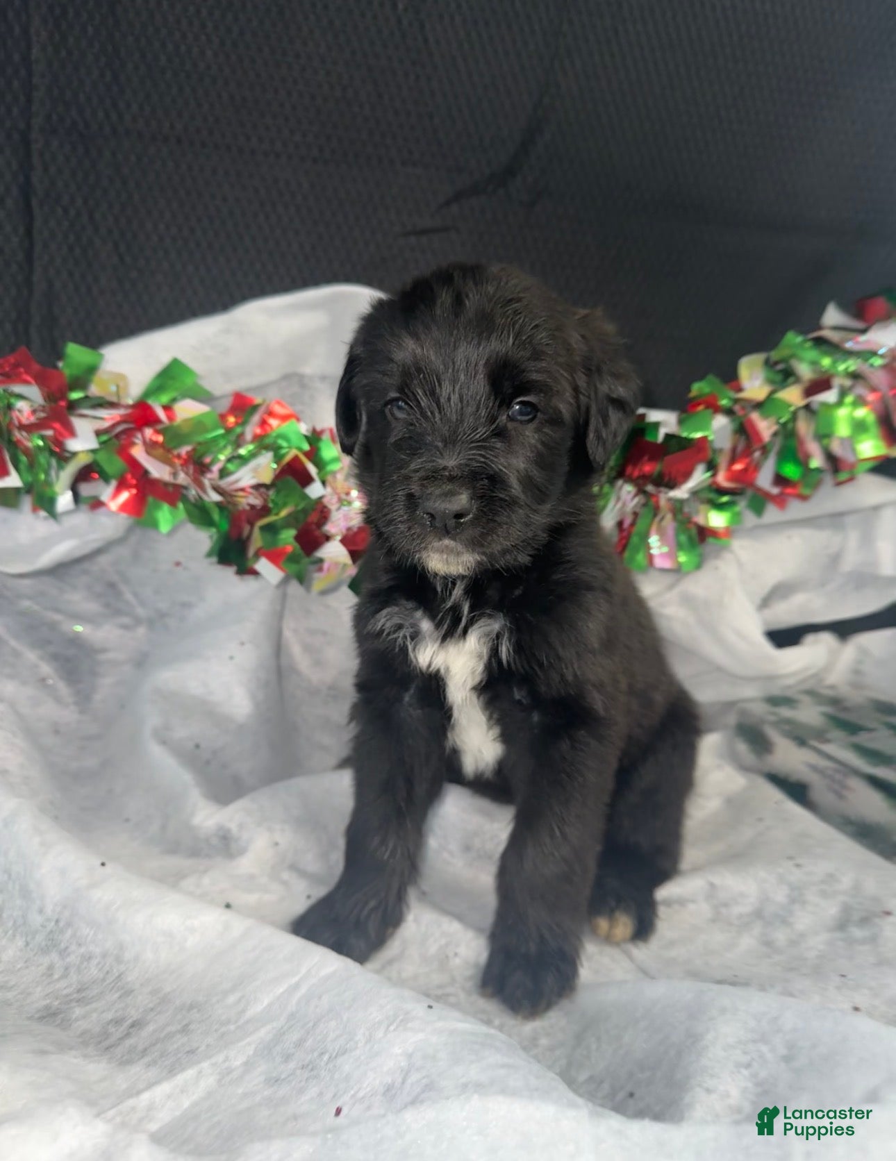 Mixed Breed dogs Drake - Ad 30