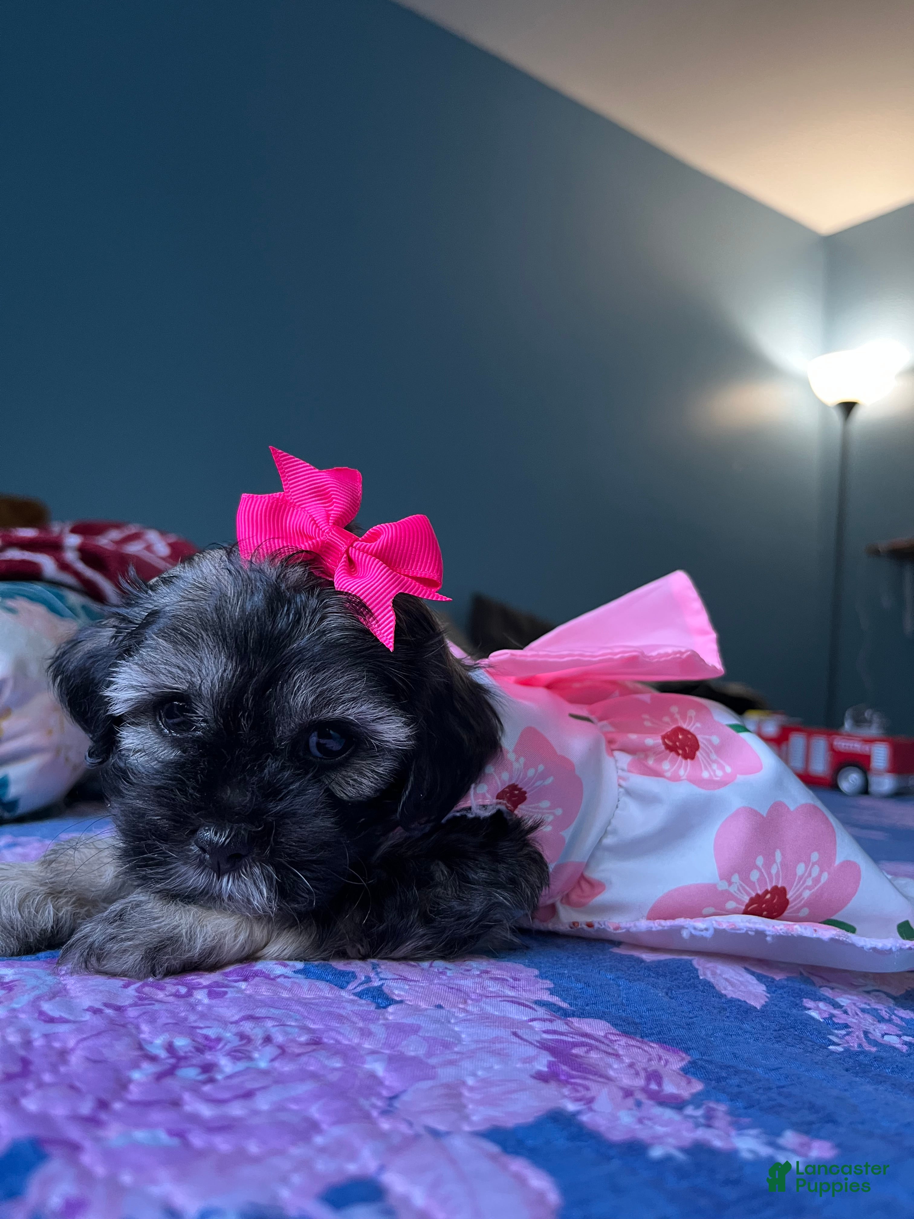 Maltipoo dogs 💖 Mini Maltipoo 💖 - Ad 24