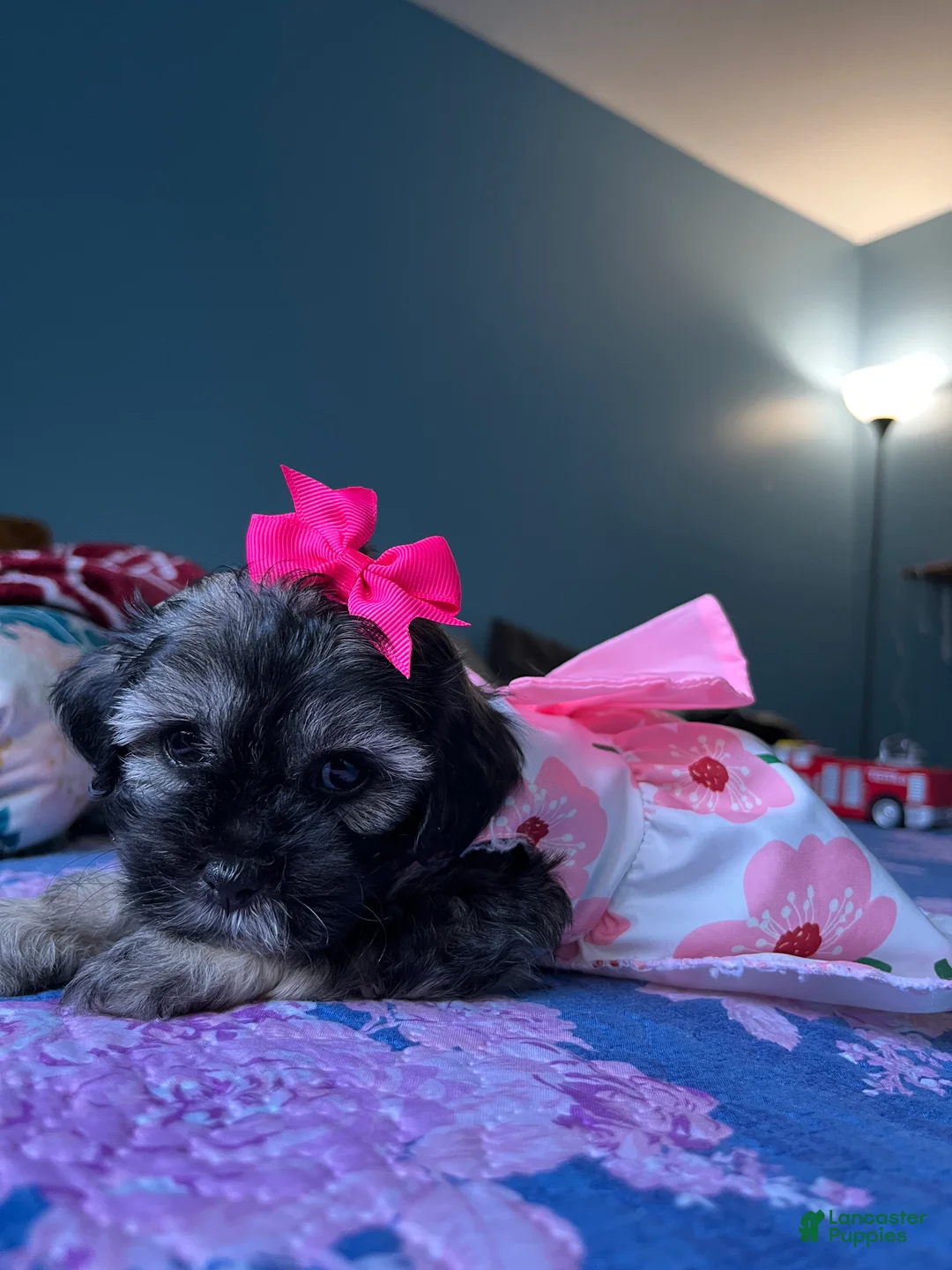 Maltipoo dogs for sale: 💖 Mini Maltipoo 💖 - Ad 1