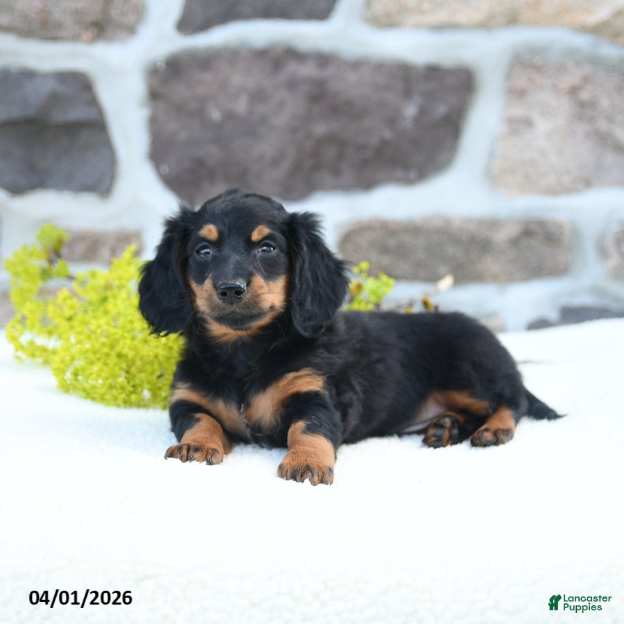 Miniature Dachshund dogs Bumblebee - Ad 2