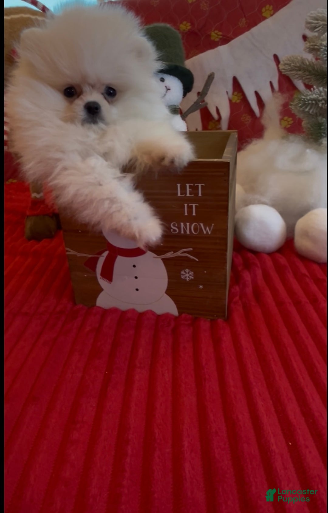 Pomeranian dogs for sale: Tom AKC Registered full rights  - Ad 10