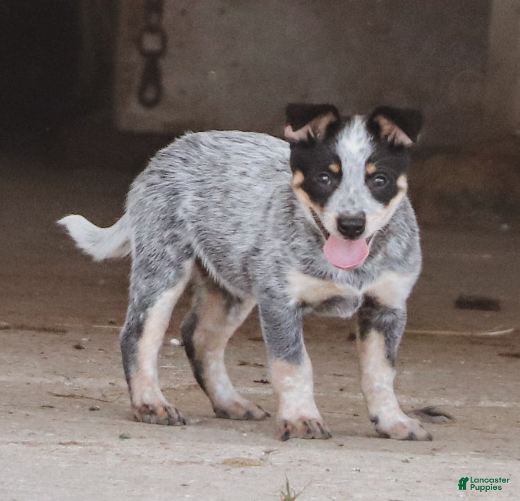 Australian Cattle Dog dogs Josie - Ad 1