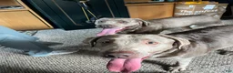 Labrador Retriever dogs for sale: Todd - Ad 3