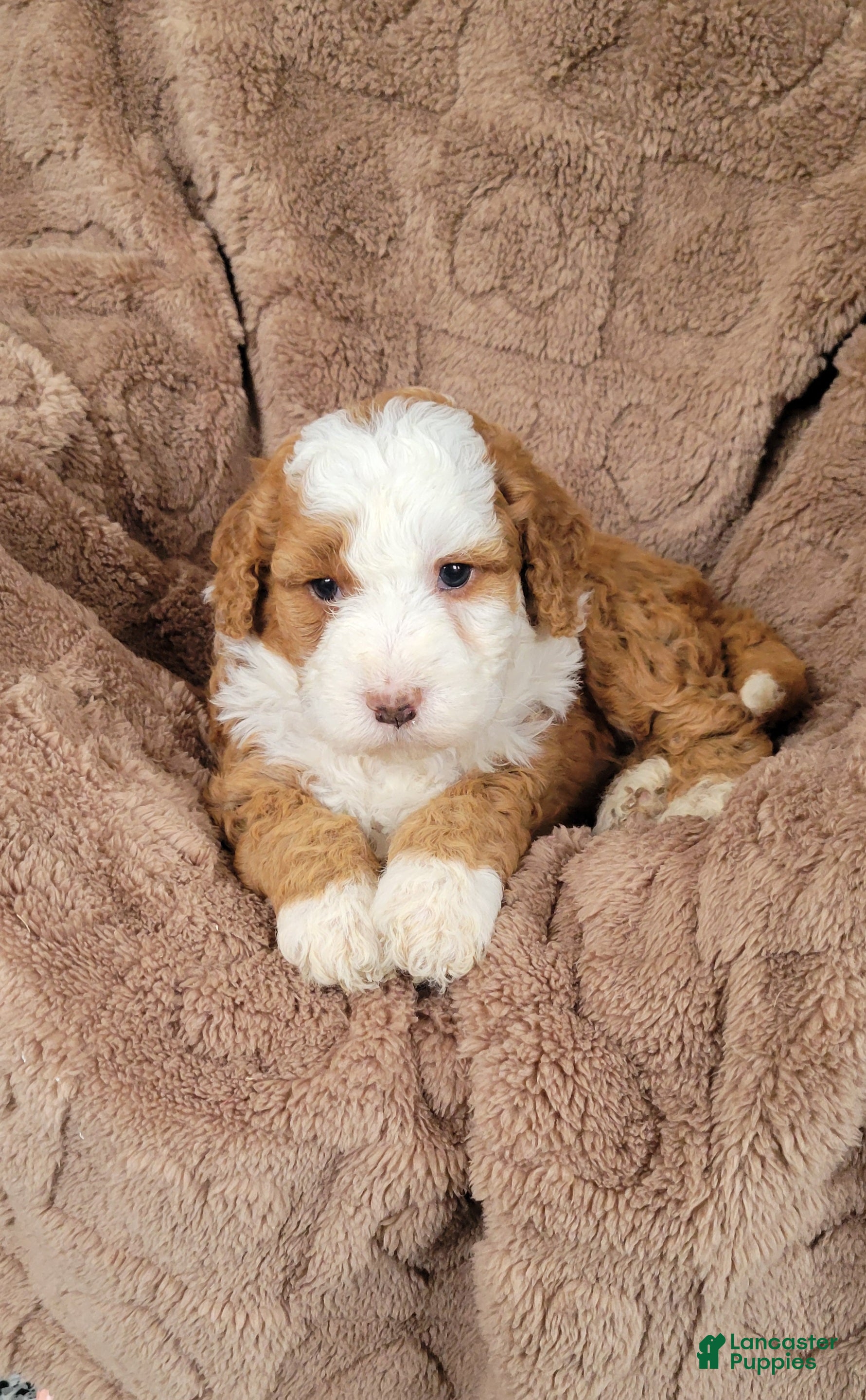 Mini Bernedoodle dogs Rex - Ad 1