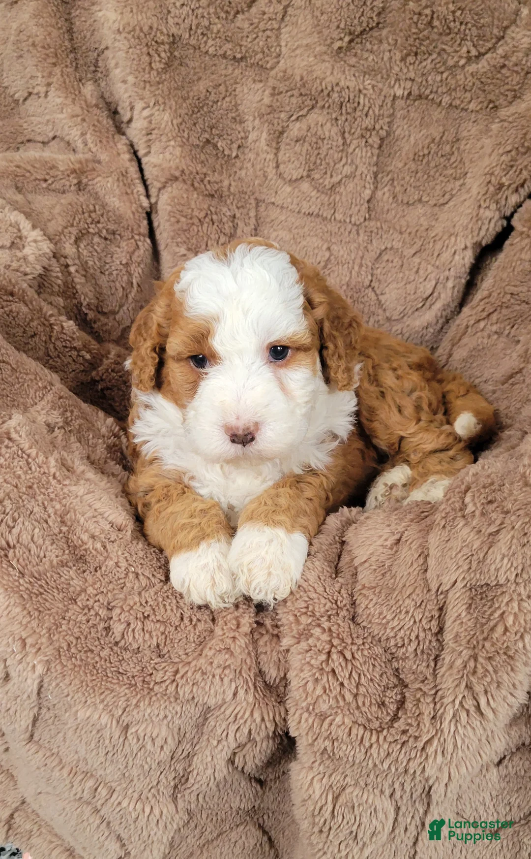 Mini Bernedoodle dogs for sale: Rex - Ad 1