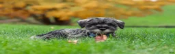 Miniature Schnauzer dogs for sale: Leo - Ad 3