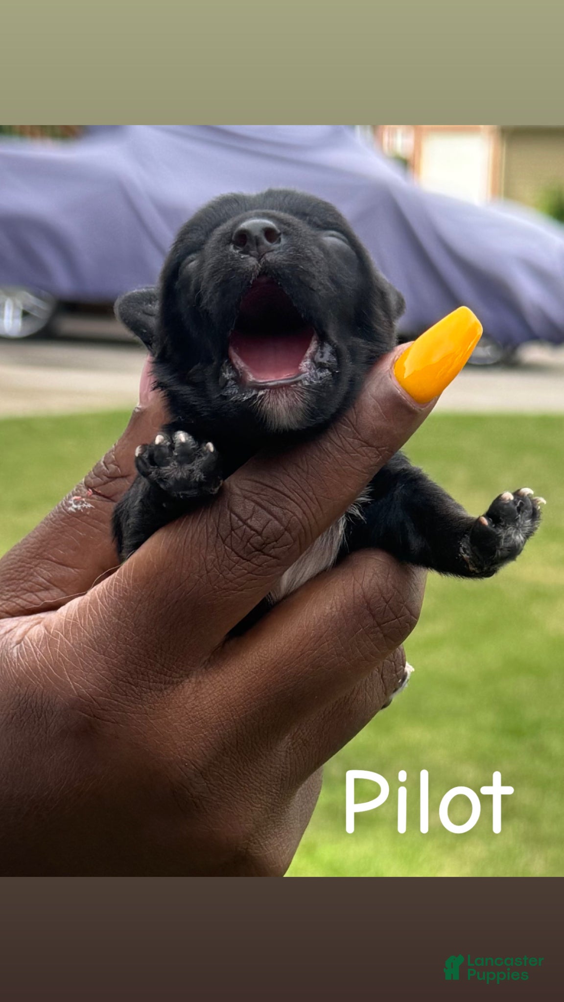 Yorkshire Terrier dogs for sale: Yorkshire Terrier Puppy 3 - Ad 3