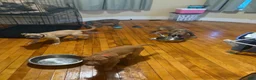 Mixed Breed dogs for sale: Mixed Breed 2 - Ad 8