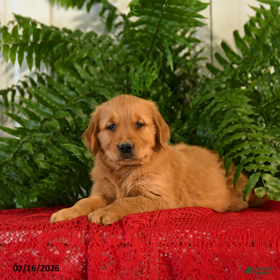 Golden Retriever dogs Landy - Ad 1