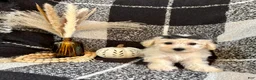 Schnoodle dogs for sale: Lacy - Ad 4