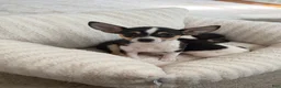 Chihuahua dogs for sale: “Gigi” Female Chihuahua - Ad 3