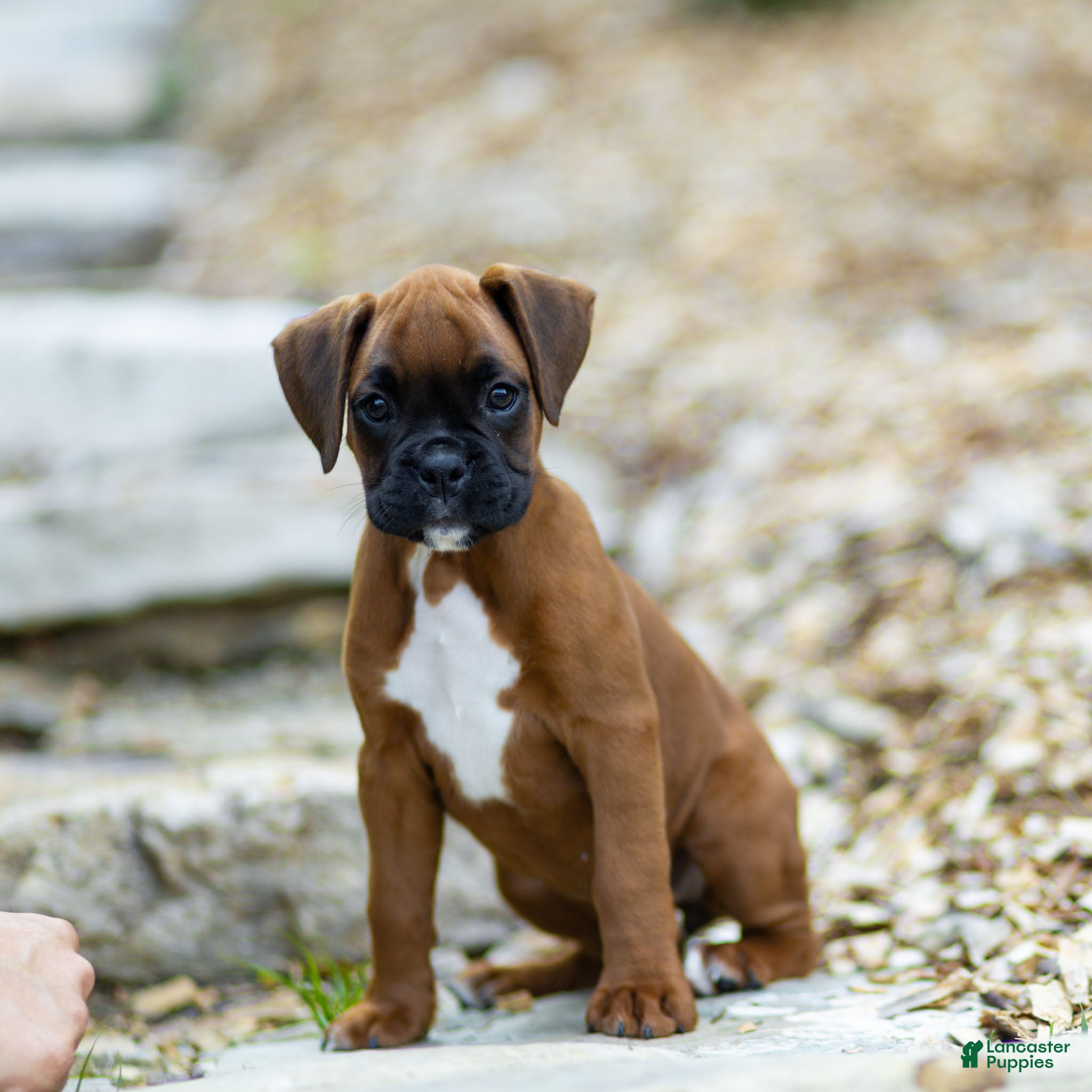 Boxer dogs Neva Boxer  - Ad 1