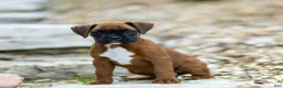 Boxer dogs for sale: Neva Boxer  - Ad 14