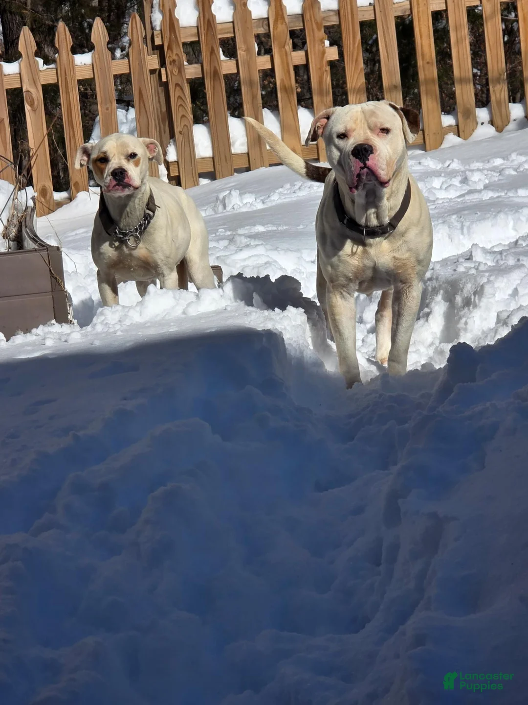 American Bulldog dogs for sale: American Bulldog 7 - Ad 2