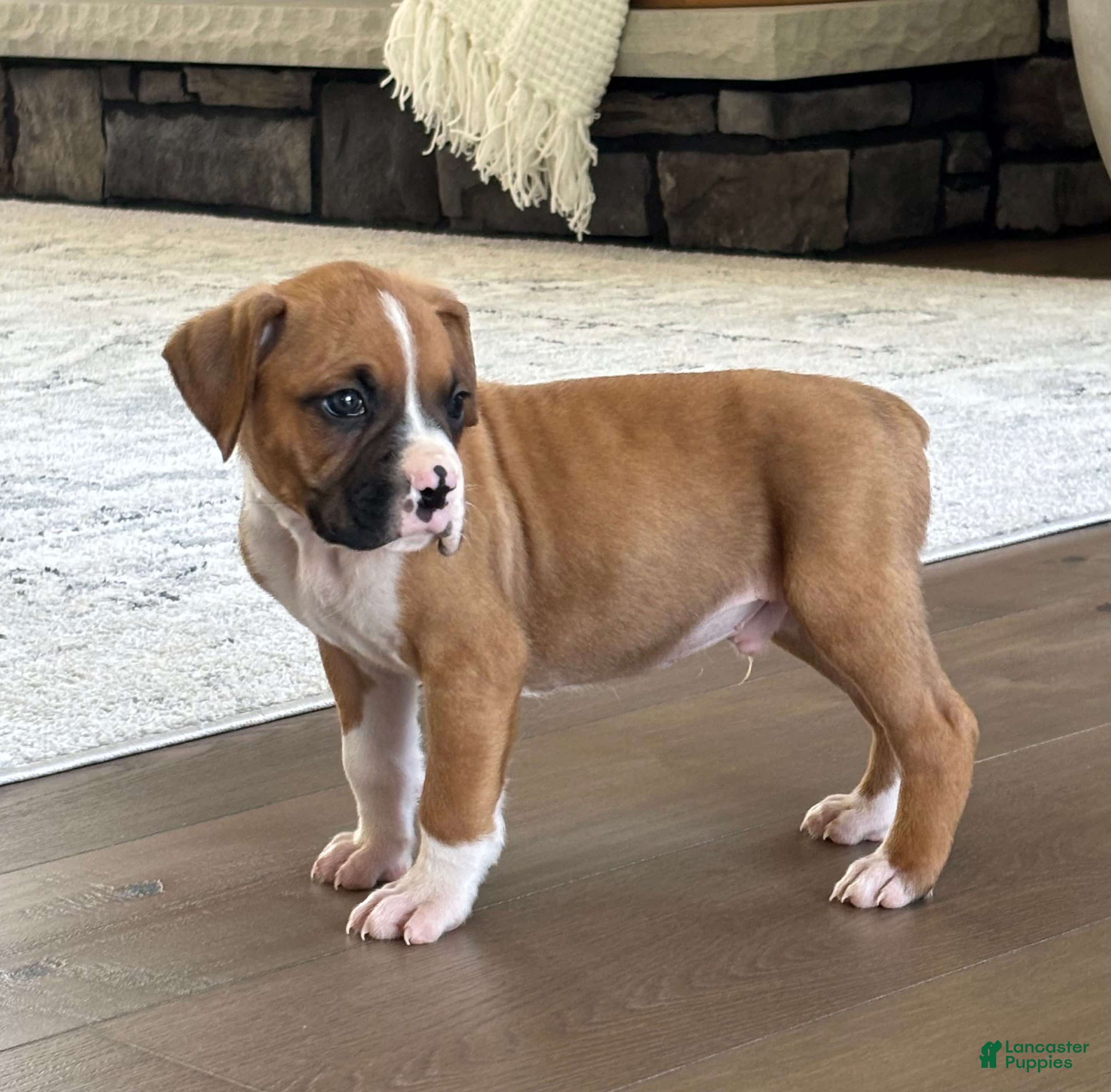 Boxer dogs Dozer - Ad 2