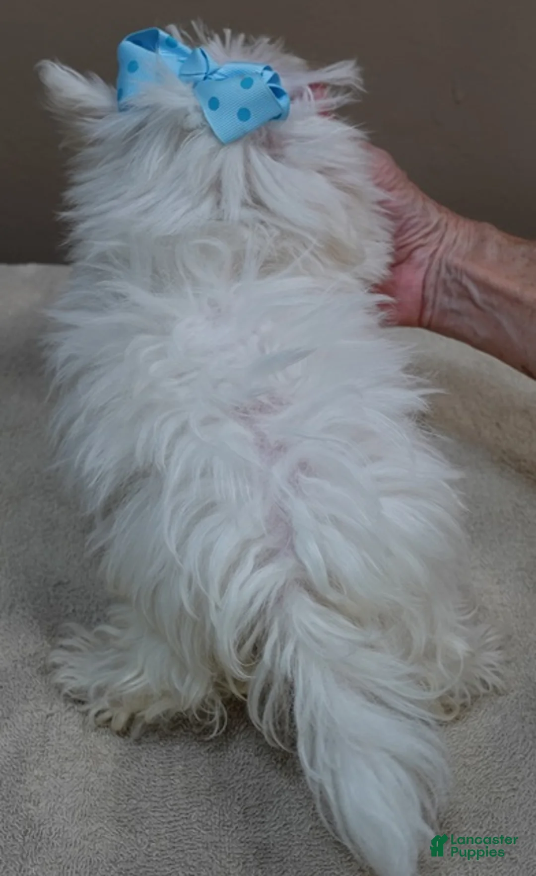 Maltese dogs for sale: 1.75 lbs  TEACUP - Ad 11