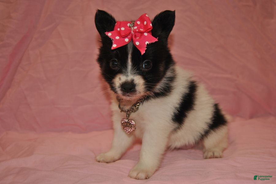Papillon dogs Hailey - Ad 2