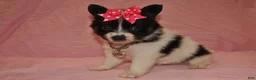 Papillon dogs for sale: Hailey - Ad 2