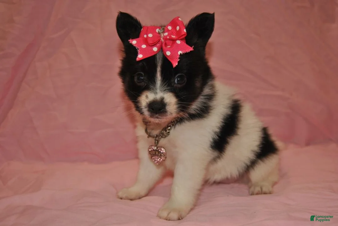 Papillon dogs for sale: Hailey - Ad 2