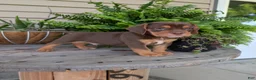 Beabull dogs for sale: Winston  - Ad 1