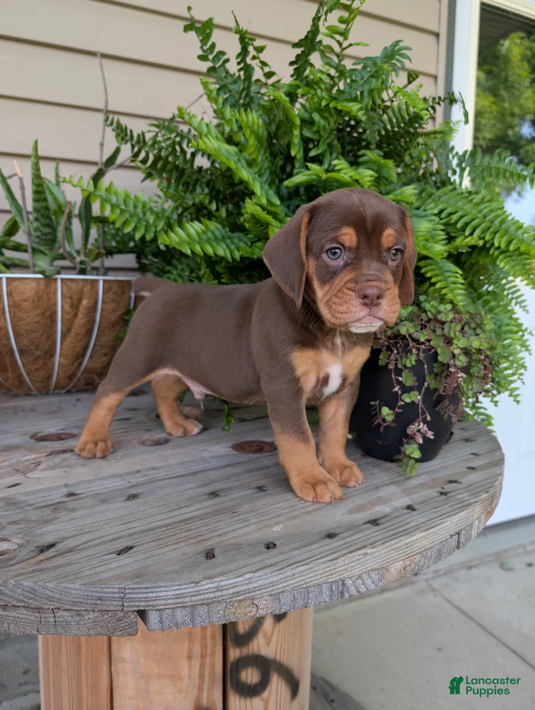 Beabull dogs for sale: Winston  - Ad 1