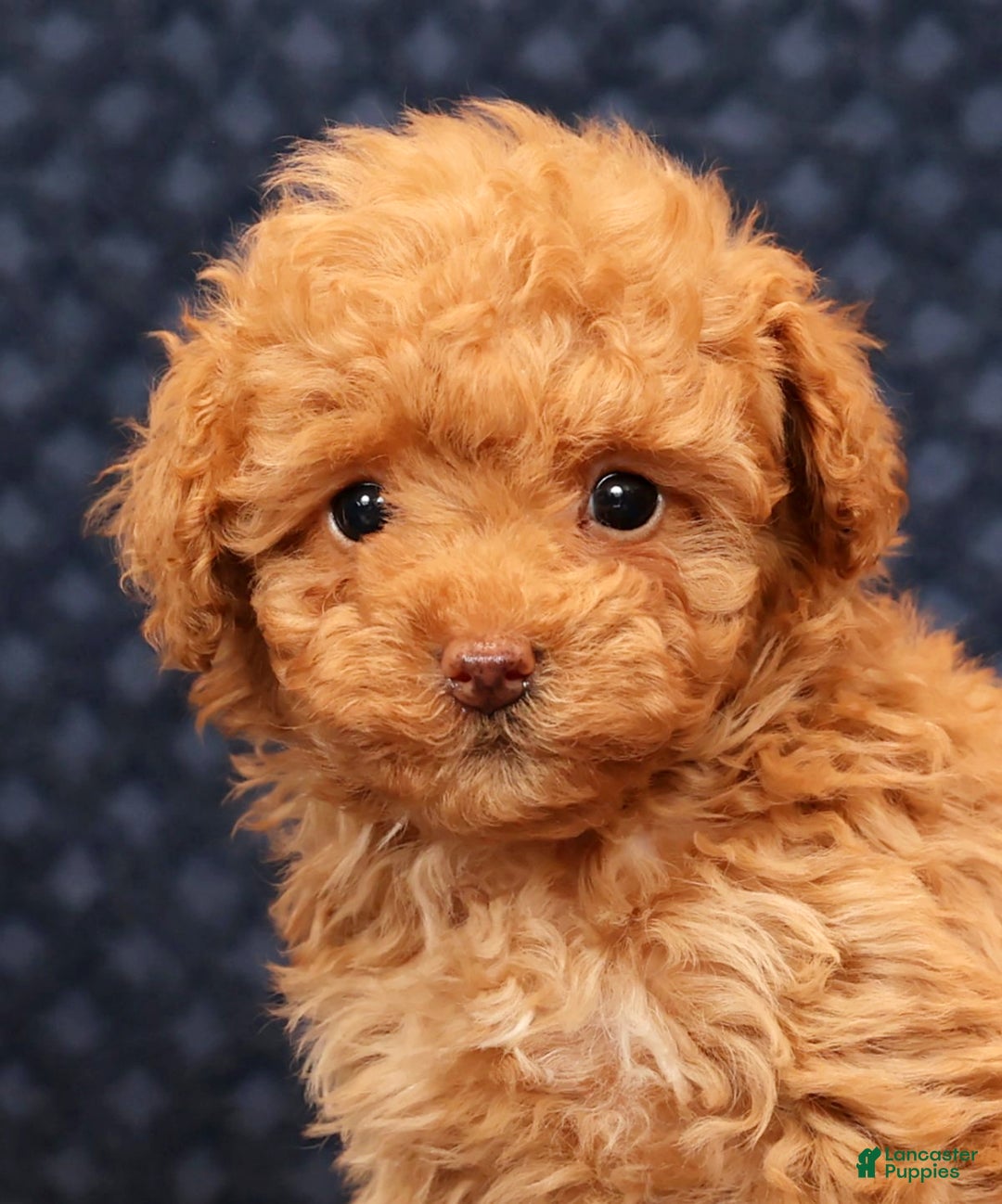 Miniature Poodle dogs for sale: Fern - Ad 9