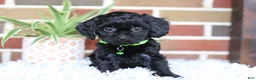Cavapoo dogs for sale: Onyx - Ad 12