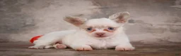 Chihuahua dogs for sale: Charlie - Ad 8