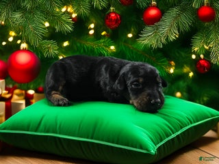 Doberman Pinscher dogs Valor - Ad 2