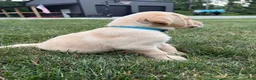 Labrador Retriever dogs for sale: Labrador Retriever 12 - Ad 18