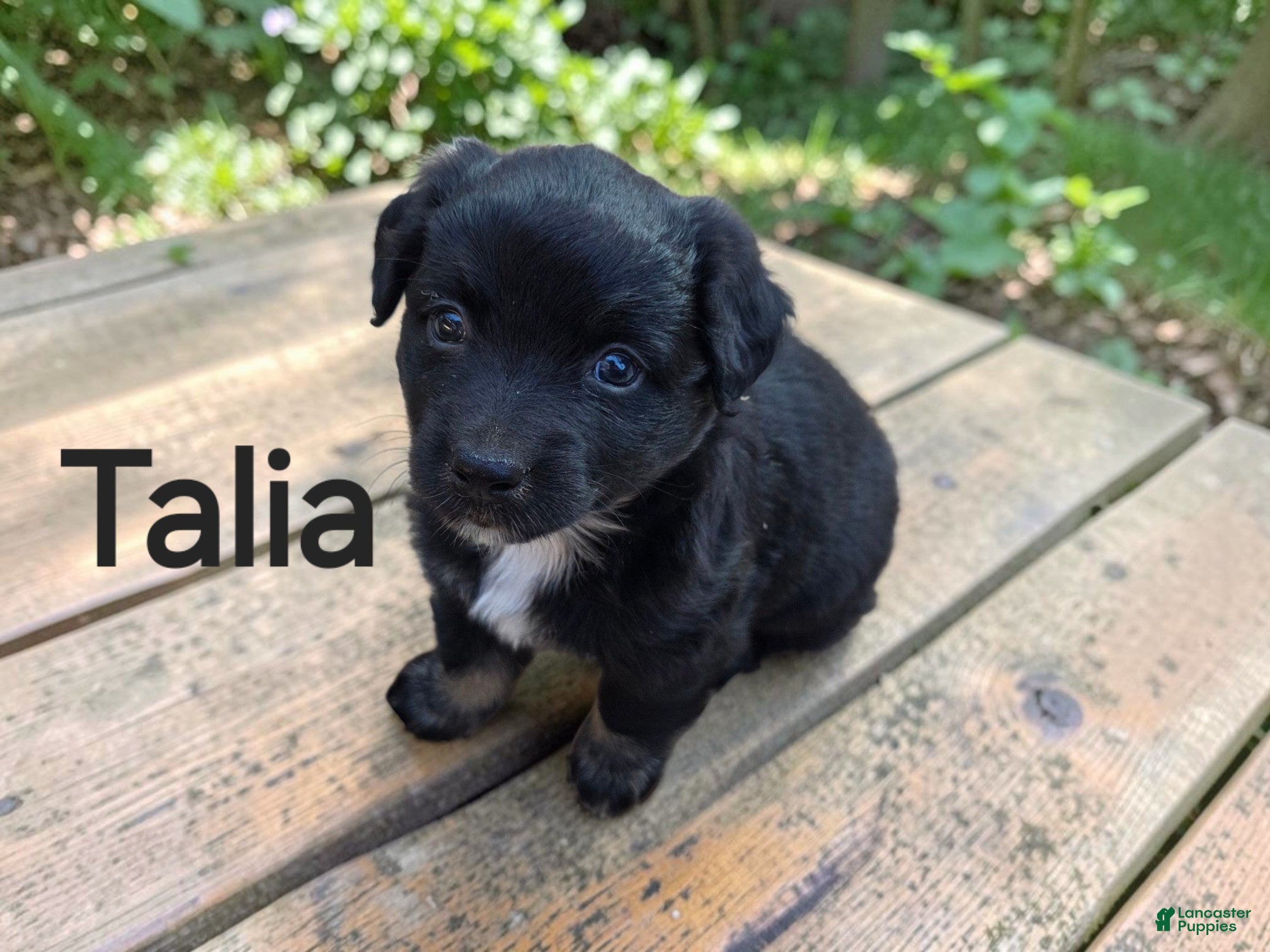 Australian Shepherd dogs Talia - Ad 37