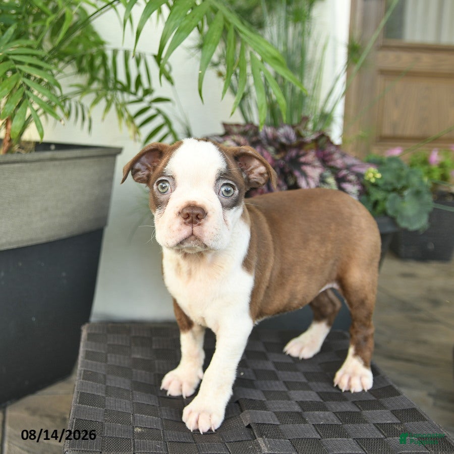 Boston Terrier dogs Roxy  - Ad 1