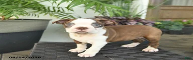 Roxy 