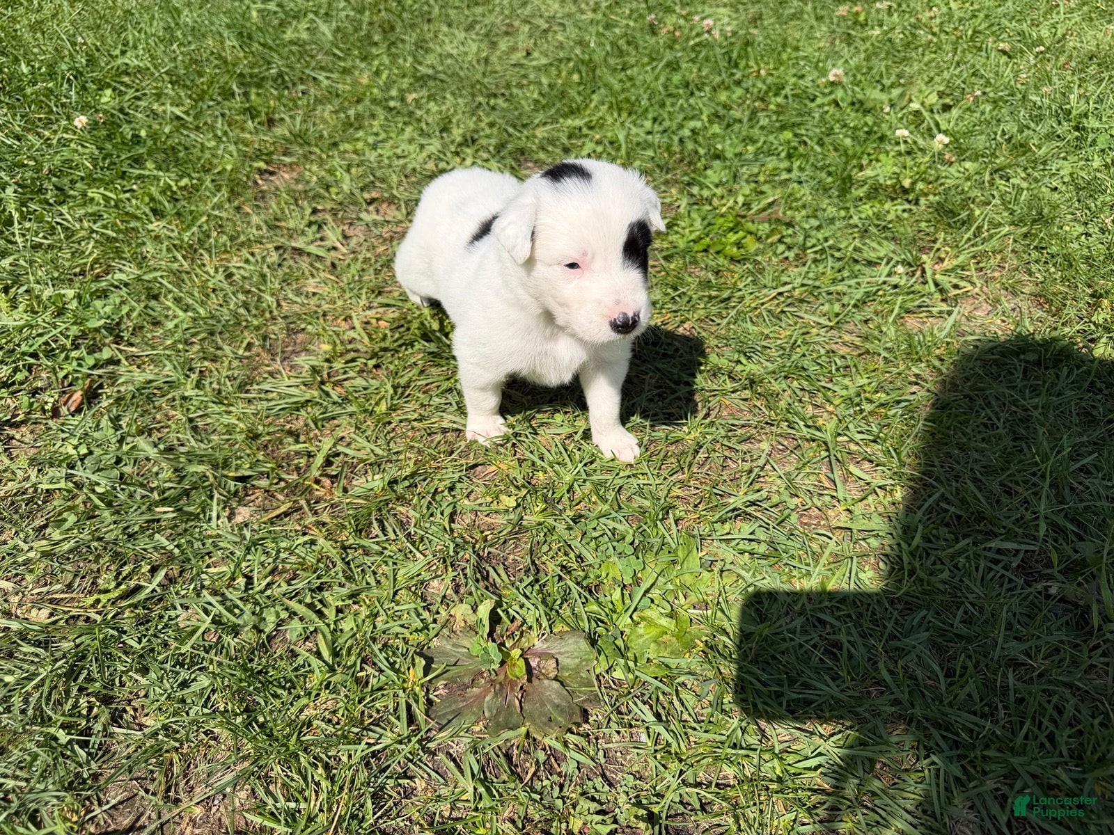 Mixed Breed dogs Deer - Ad 2