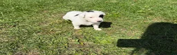 Mixed Breed dogs for sale: Deer - Ad 2
