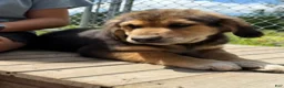 Mixed Breed dogs for sale: Sir Barks - Ad 6